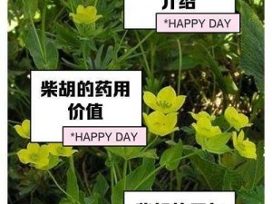 天涯明月刀：柴胡采集地点大揭秘，探寻药材原产地之旅