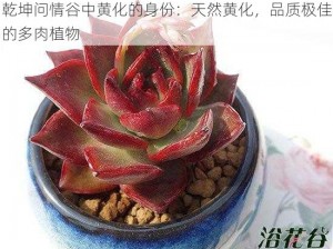 乾坤问情谷中黄化的身份：天然黄化，品质极佳的多肉植物