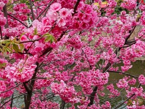 樱花视频在线直播免费，一起感受春天的气息