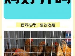 鸡霸：揭秘其背后的故事，看养鸡行业的强者如何引领时代潮流