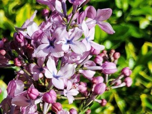 丁香花高清视频完整版在线观看，感受纯净花香之美