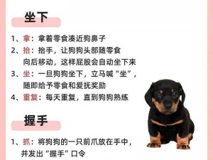 母狗学校训练营——全方位训练，打造优秀伴侣犬