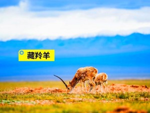 拉达冈的红狼推荐挑战等级：探索最佳游玩级别，体验红狼的独特魅力