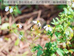 野花视频高清完整在线观看，无广告骚扰，畅享纯净视觉体验