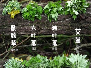 在无限逃脱里花式艾草(如何在无限逃脱中巧用艾草？)