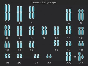 亚洲人与欧洲人染色体的区别及相关产品介绍