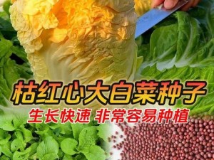 粉红大白菜法国：这种白菜根红叶绿，口感鲜嫩，营养丰富，是一种高品质的蔬菜