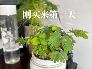 含羞草欢迎你2024【含羞草期待你的到来 2024】