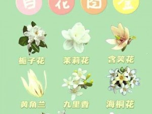 浓精浇灌小白花和普通版对比-浓精浇灌小白花和普通版对比，哪种更胜一筹？