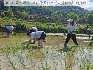 108种插秧方式—108 种插秧方式大揭秘你知道几种？