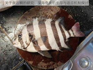 关于条石鲷的研究：深海鱼类的生存与适应机制探讨