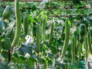 香蕉茄子西瓜蜜桃草莓丝瓜视频 如何在香蕉茄子西瓜蜜桃草莓丝瓜视频中选择自己喜欢的内容？