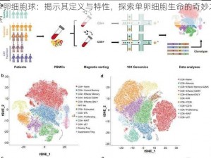 单卵细胞球：揭示其定义与特性，探索单卵细胞生命的奇妙之旅