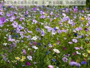 野花免费观看在线观看，无广告无病毒，尽享视觉盛宴