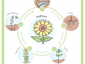 二阶植物获取养分的秘诀：探索自然生长过程中的能量获取之道