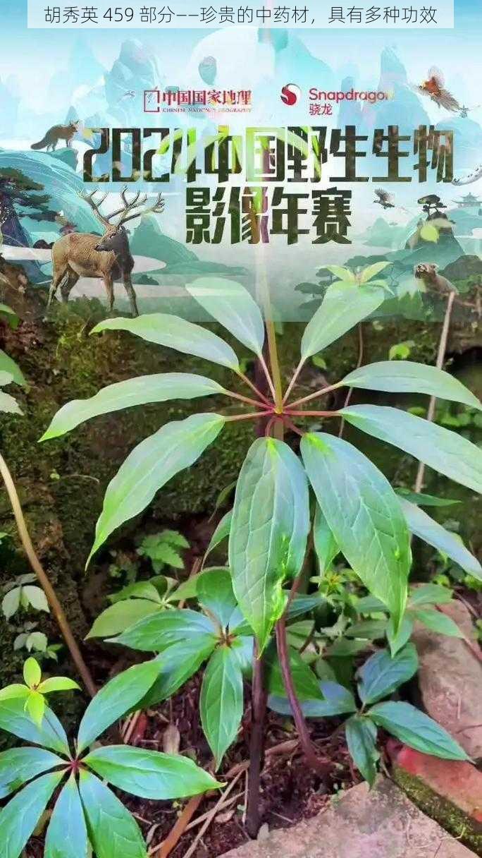 胡秀英 459 部分——珍贵的中药材，具有多种功效