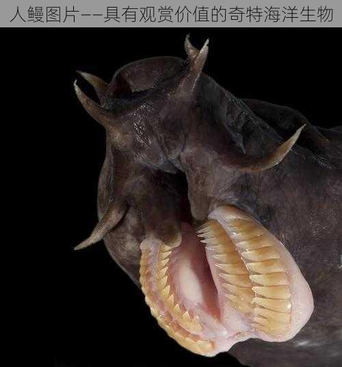 人鳗图片——具有观赏价值的奇特海洋生物