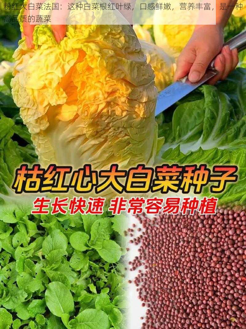 粉红大白菜法国：这种白菜根红叶绿，口感鲜嫩，营养丰富，是一种高品质的蔬菜