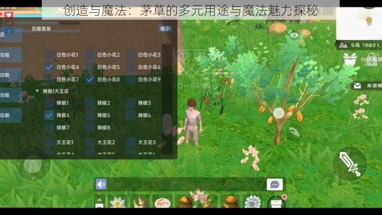 创造与魔法：茅草的多元用途与魔法魅力探秘