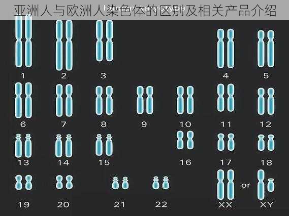 亚洲人与欧洲人染色体的区别及相关产品介绍