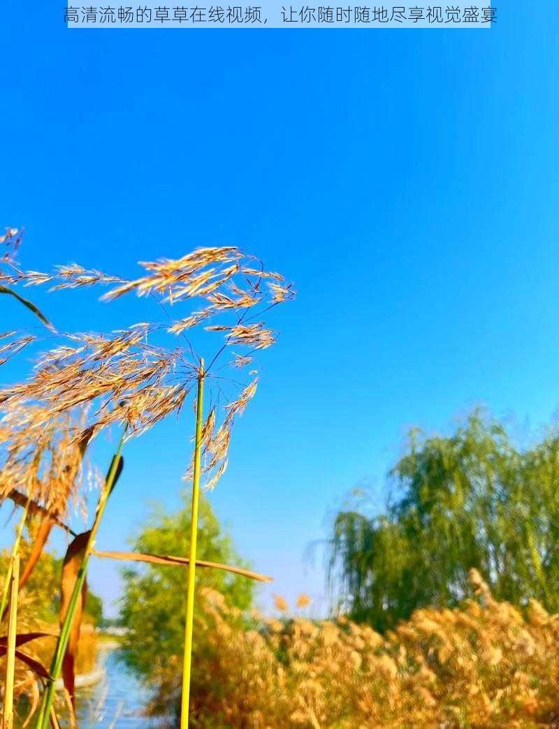 高清流畅的草草在线视频，让你随时随地尽享视觉盛宴