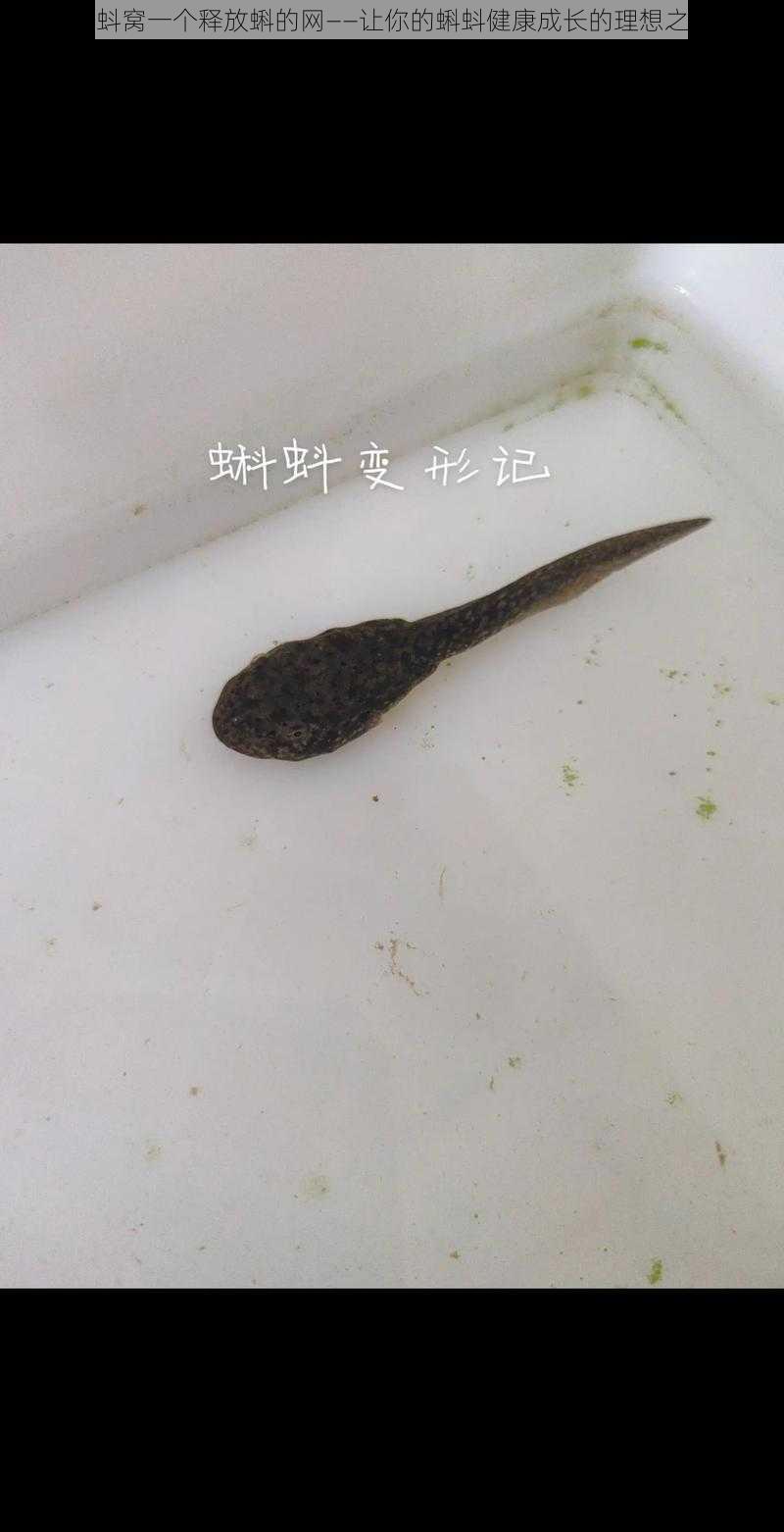 蝌蚪窝一个释放蝌的网——让你的蝌蚪健康成长的理想之选