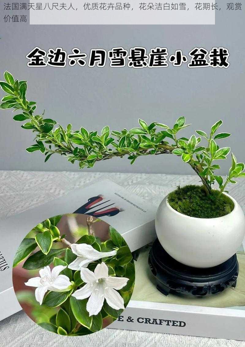 法国满天星八尺夫人，优质花卉品种，花朵洁白如雪，花期长，观赏价值高