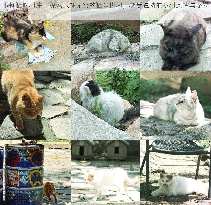 懒懒猫咪村庄：探索乐趣无穷的猫舍世界，感受独特的乡村风情与宠物互动体验