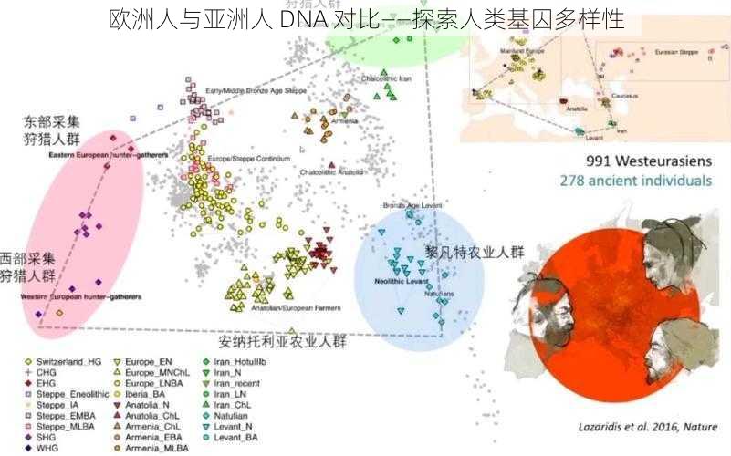 欧洲人与亚洲人 DNA 对比——探索人类基因多样性