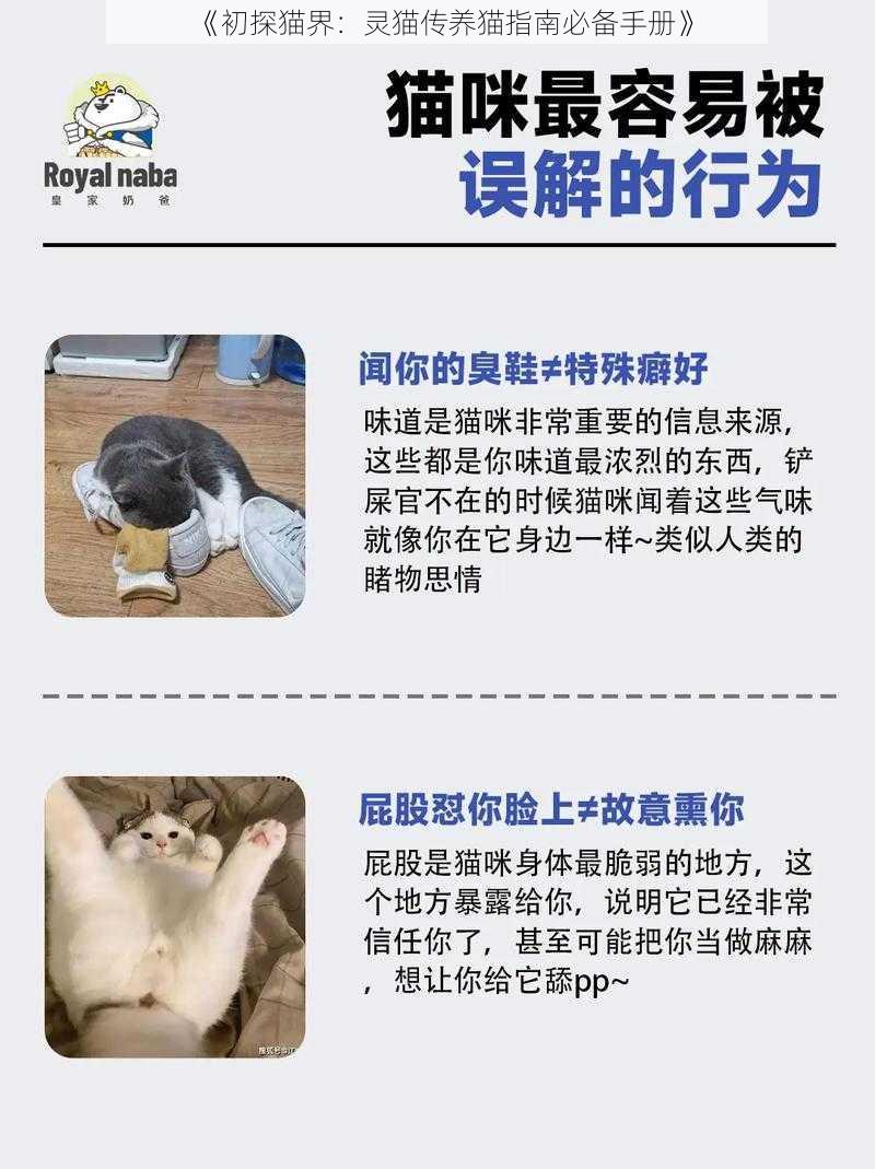 《初探猫界：灵猫传养猫指南必备手册》