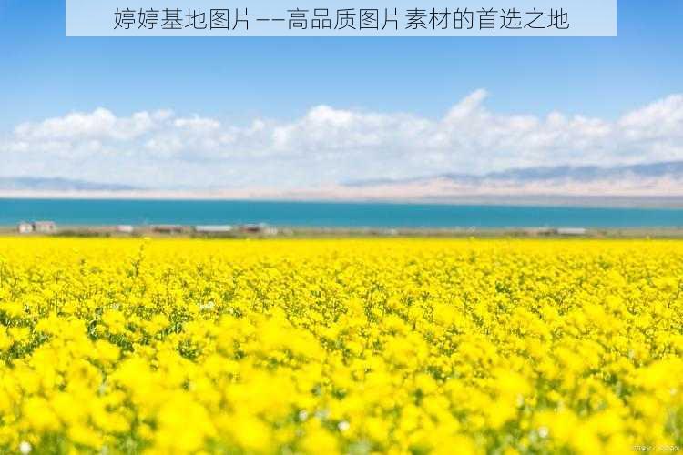 婷婷基地图片——高品质图片素材的首选之地