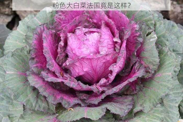 粉色大白菜法国竟是这样？