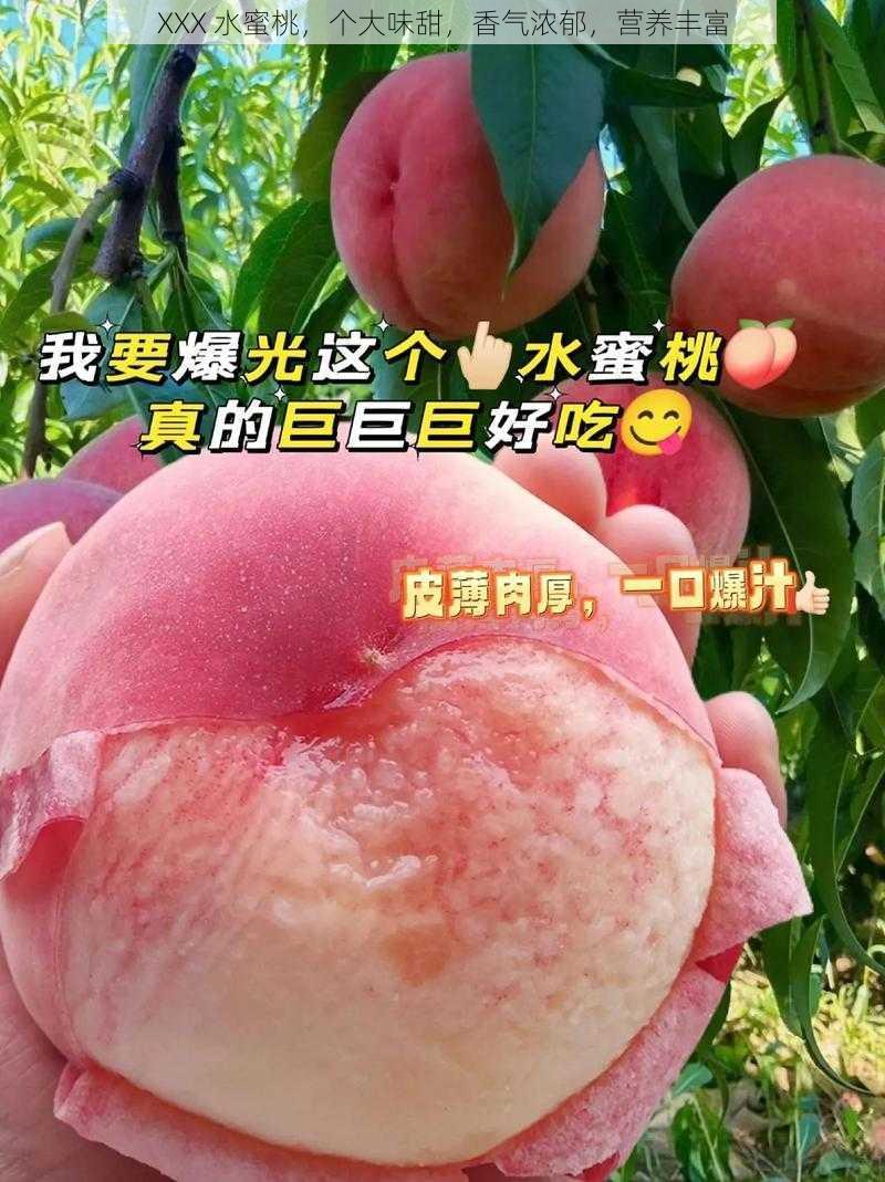 XXX 水蜜桃，个大味甜，香气浓郁，营养丰富