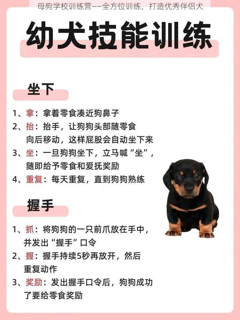 母狗学校训练营——全方位训练，打造优秀伴侣犬