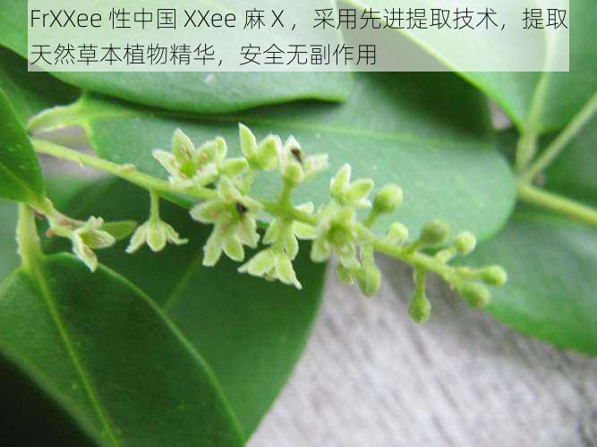 FrXXee 性中国 XXee 麻Ⅹ，采用先进提取技术，提取天然草本植物精华，安全无副作用