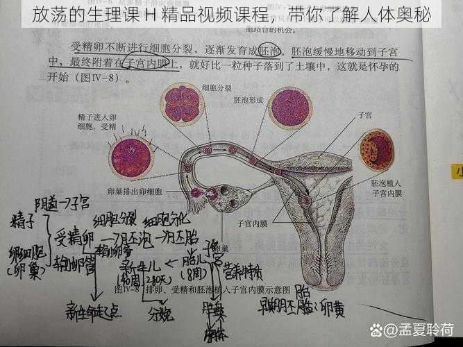 放荡的生理课 H 精品视频课程，带你了解人体奥秘