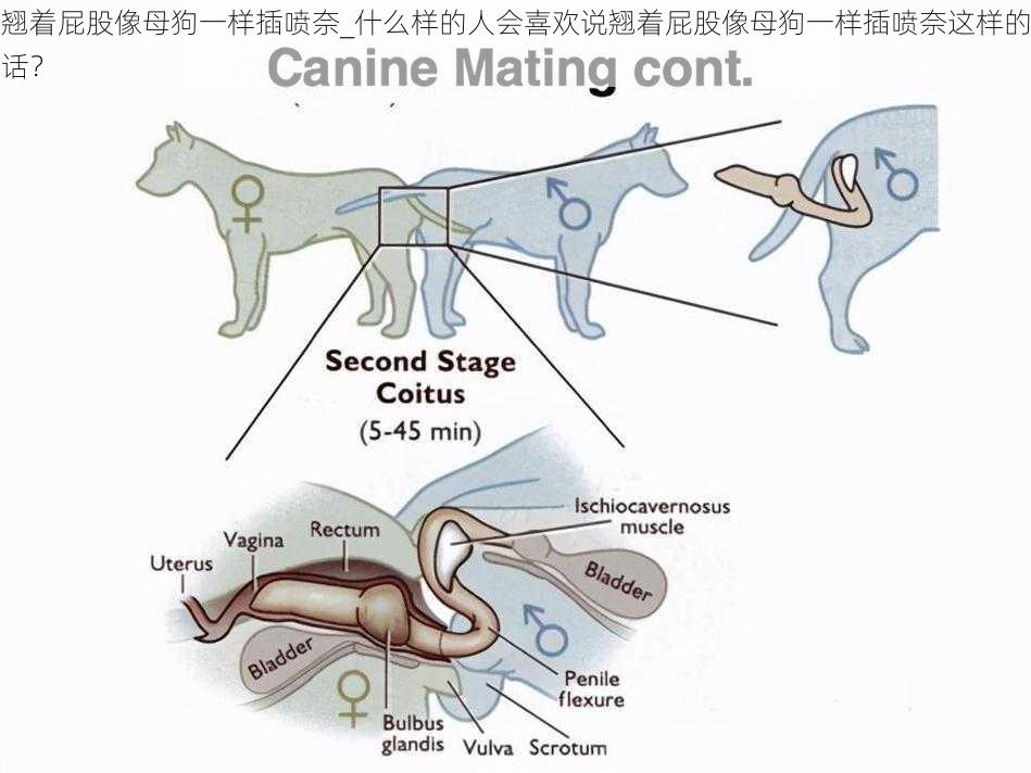 翘着屁股像母狗一样插喷奈_什么样的人会喜欢说翘着屁股像母狗一样插喷奈这样的话？