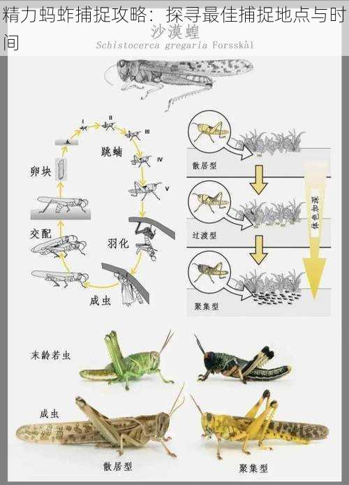 精力蚂蚱捕捉攻略：探寻最佳捕捉地点与时间