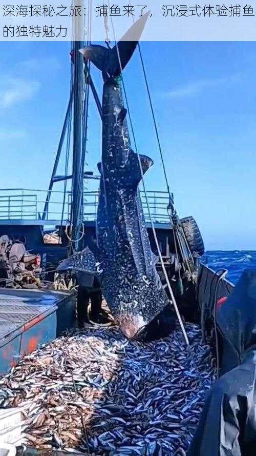 深海探秘之旅：捕鱼来了，沉浸式体验捕鱼的独特魅力