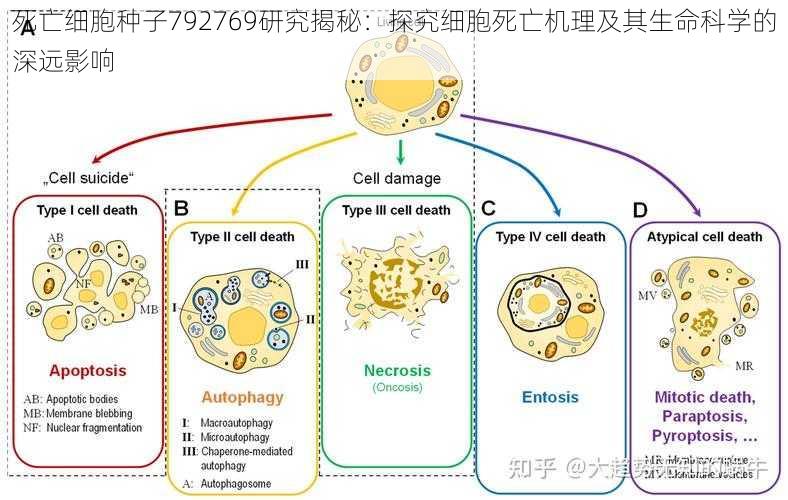 死亡细胞种子792769研究揭秘：探究细胞死亡机理及其生命科学的深远影响