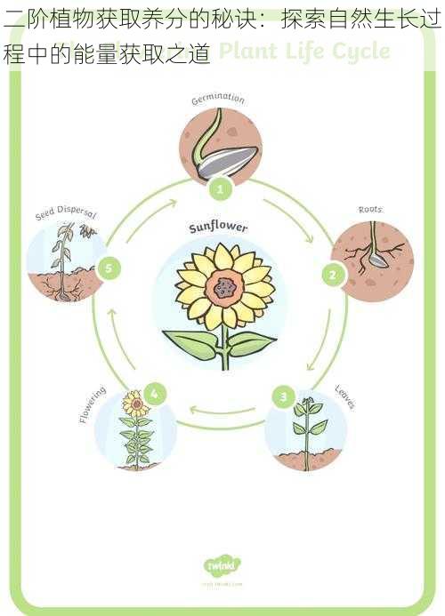 二阶植物获取养分的秘诀：探索自然生长过程中的能量获取之道